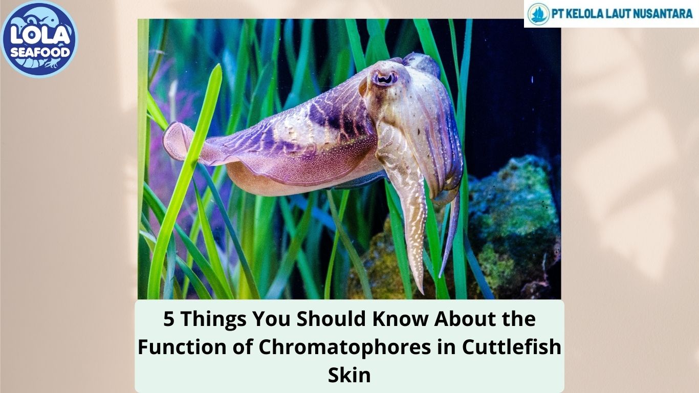 5 Things You Should Know About the Function of Chromatophores in Cuttlefish Skin